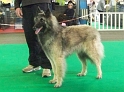 n°94 Chentyt des loups de la foret sacrée 5410